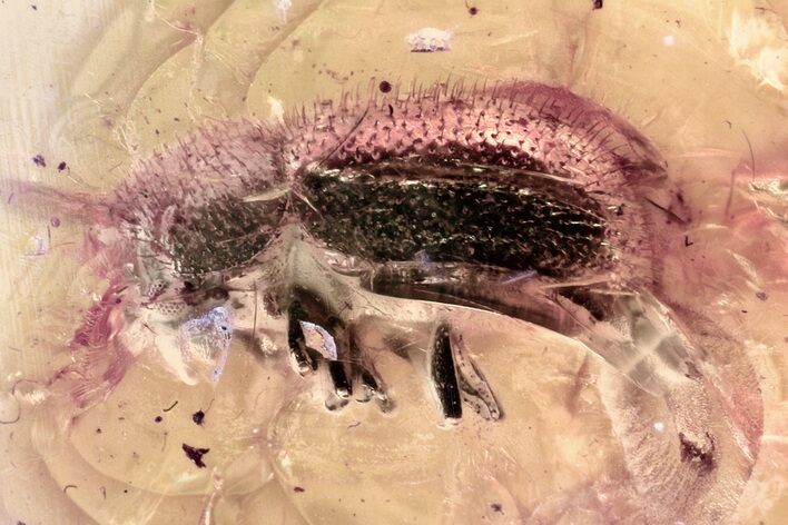 Detailed Fossil Bark Beetle (Scolytinae) in Baltic Amber #352687